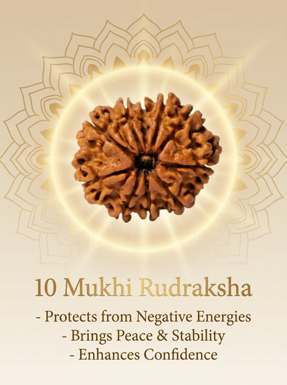 10 Mukhi Rudraksha - Large