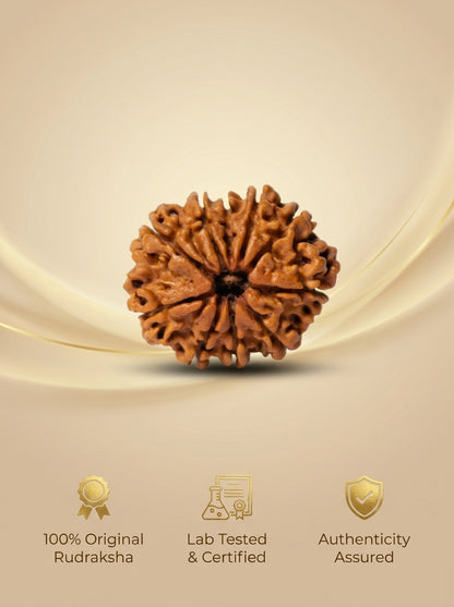 10 Mukhi Rudraksha - Large