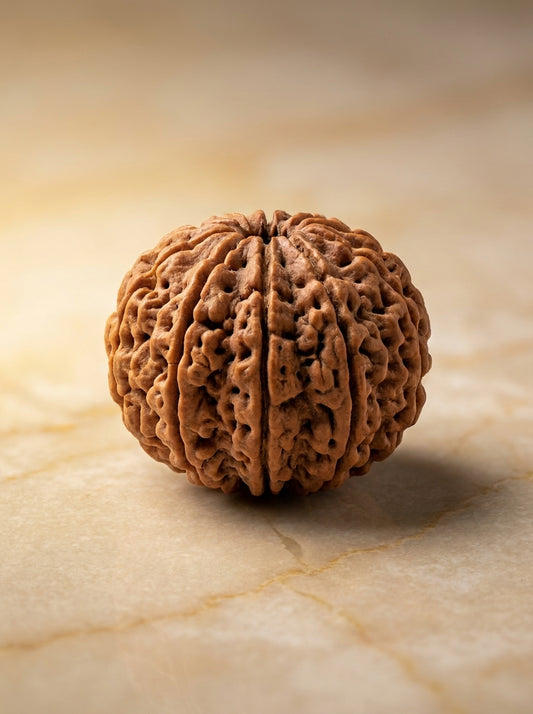 11 Mukhi Rudraksha - Large