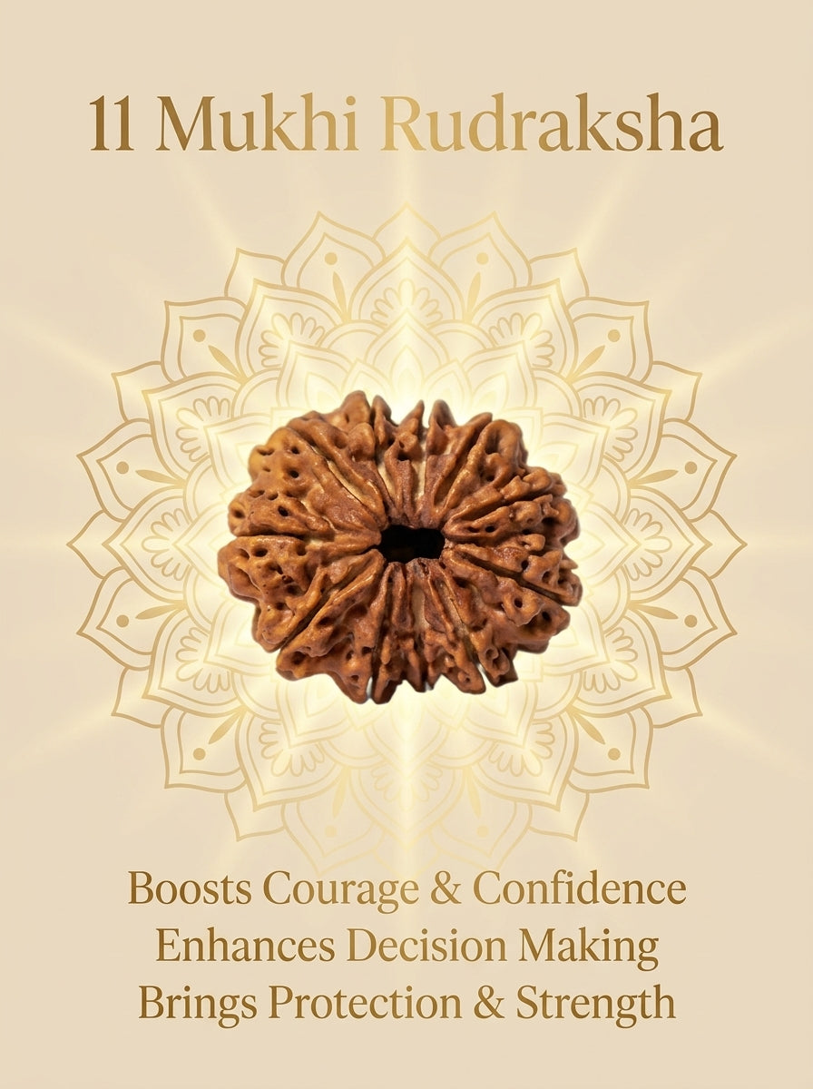 11 Mukhi Rudraksha - Large
