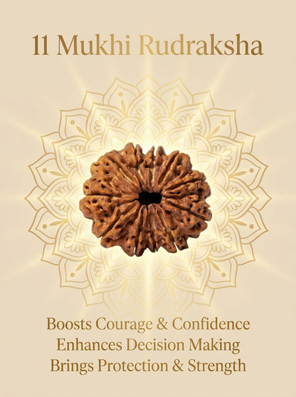 11 Mukhi Rudraksha - Large