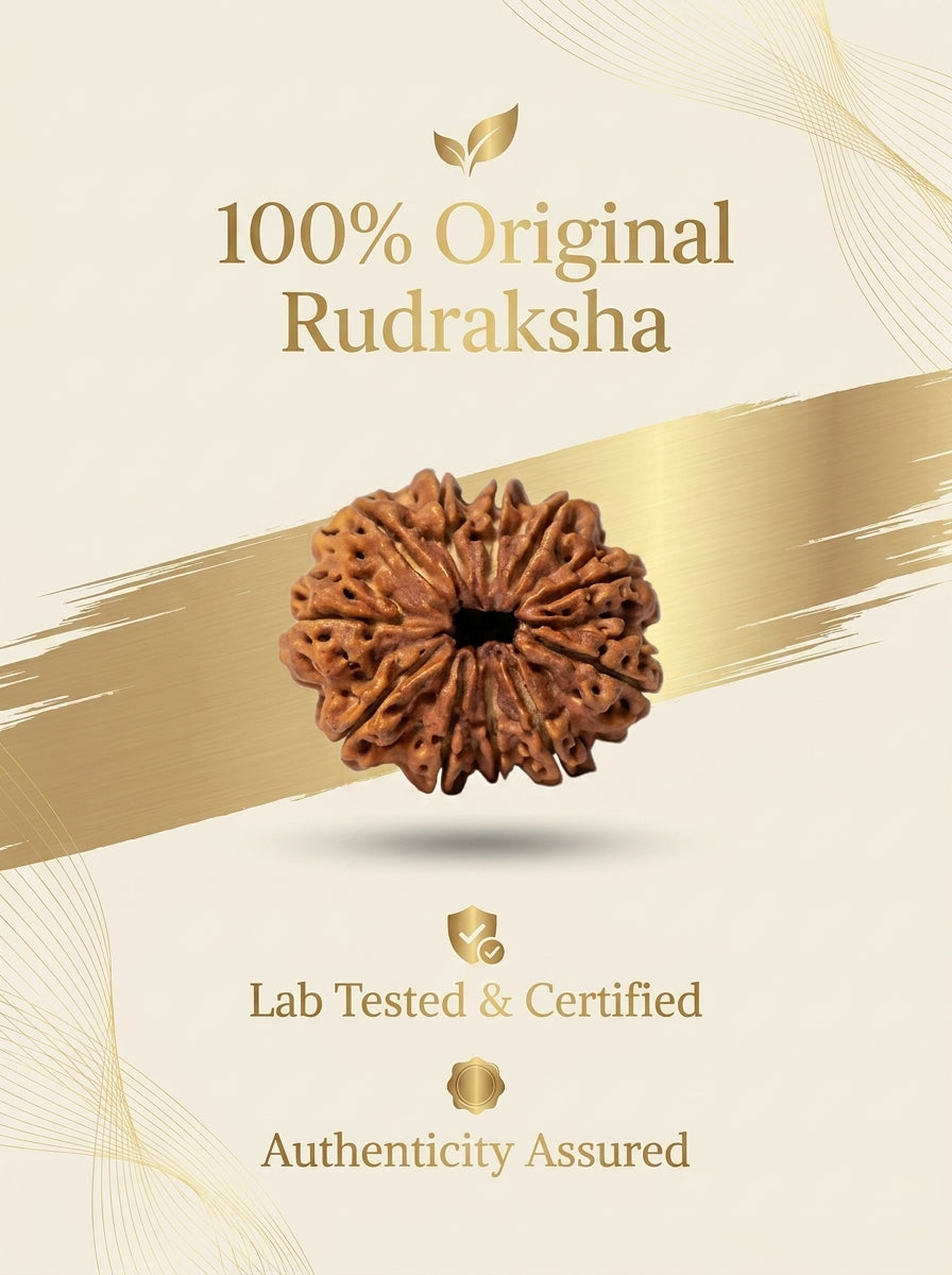 11 Mukhi Rudraksha - Large