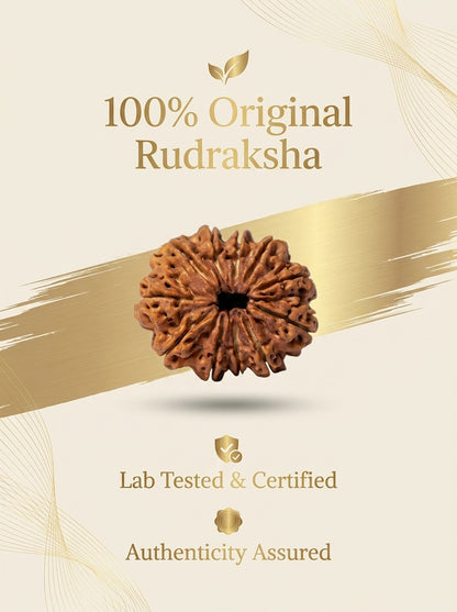 11 Mukhi Rudraksha - Large