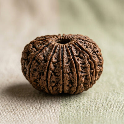 11 Mukhi