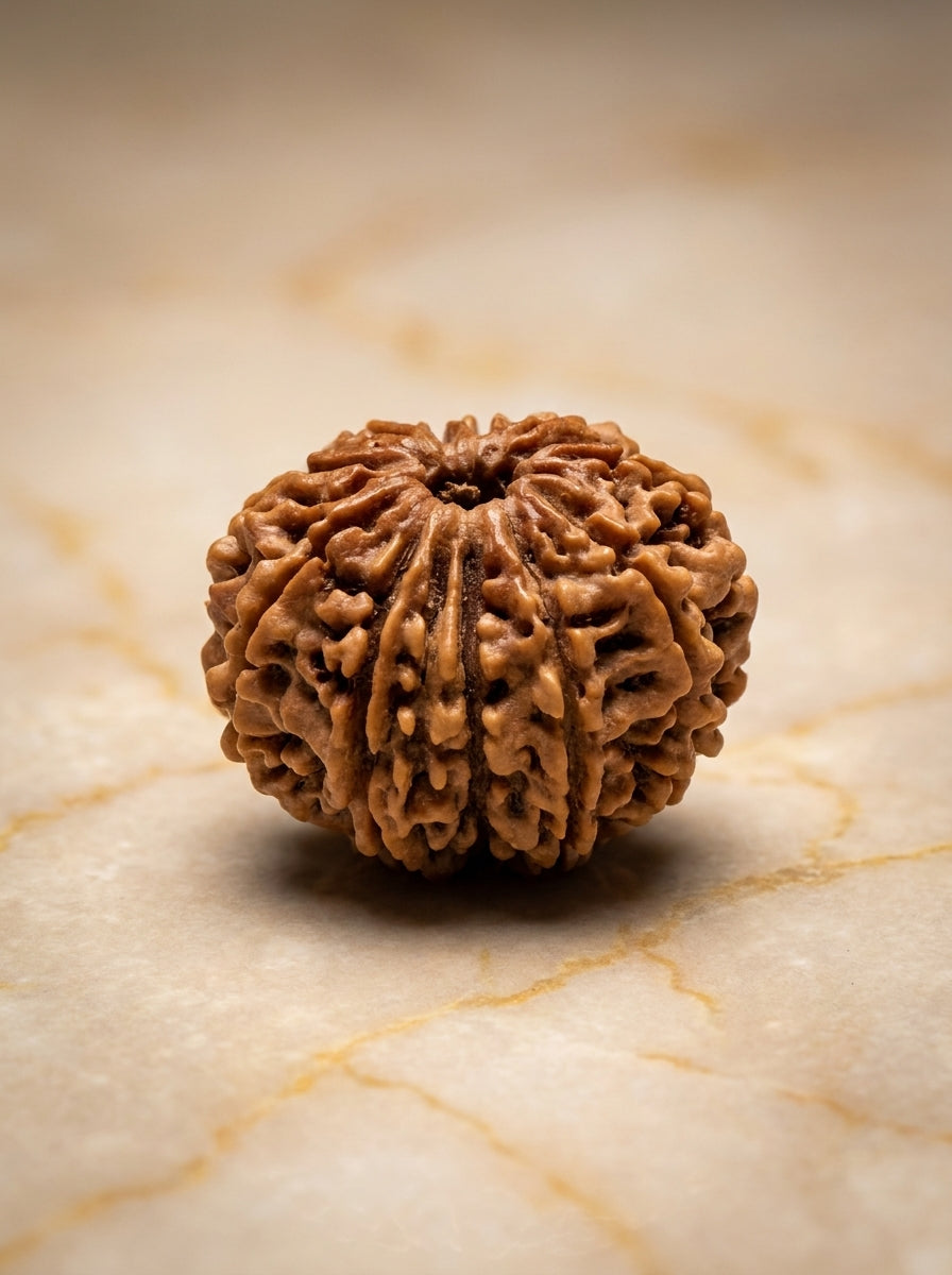 12 Mukhi Rudraksha - Large