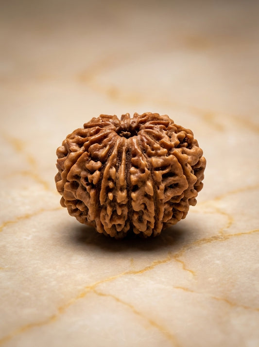 12 Mukhi Rudraksha - Large