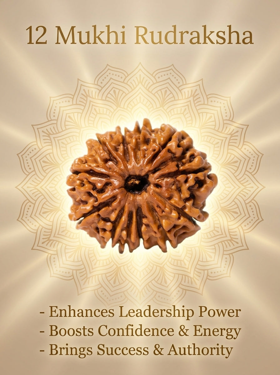 12 Mukhi Rudraksha - Large