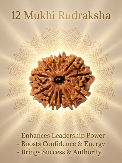 12 Mukhi Rudraksha - Large