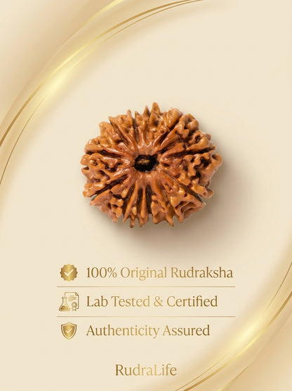 12 Mukhi Rudraksha - Large
