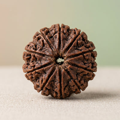 12 Mukhi