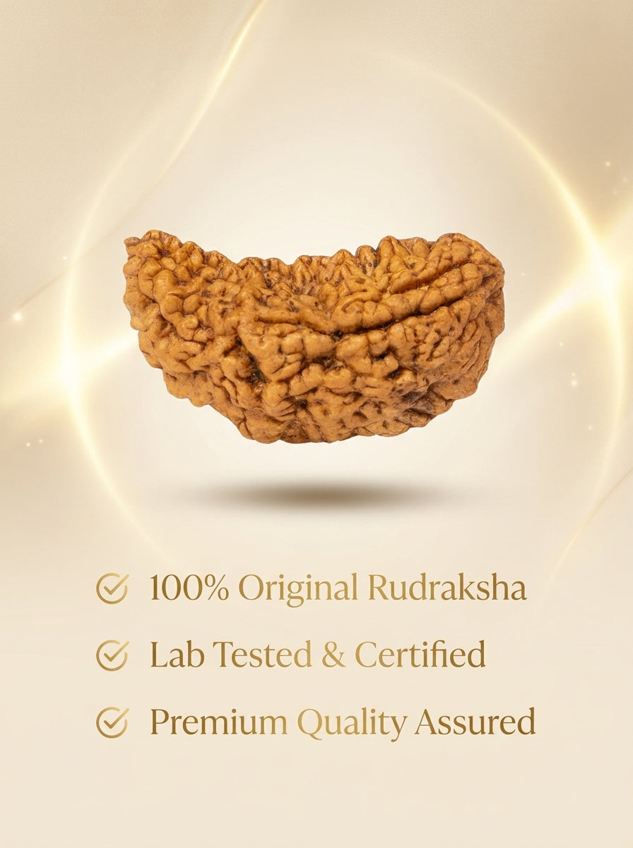 1 Mukhi Rudraksha
