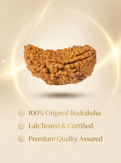 1 Mukhi Rudraksha