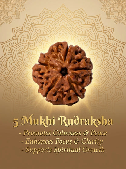 5 Mukhi Rudraksha