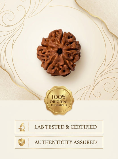 5 Mukhi Rudraksha