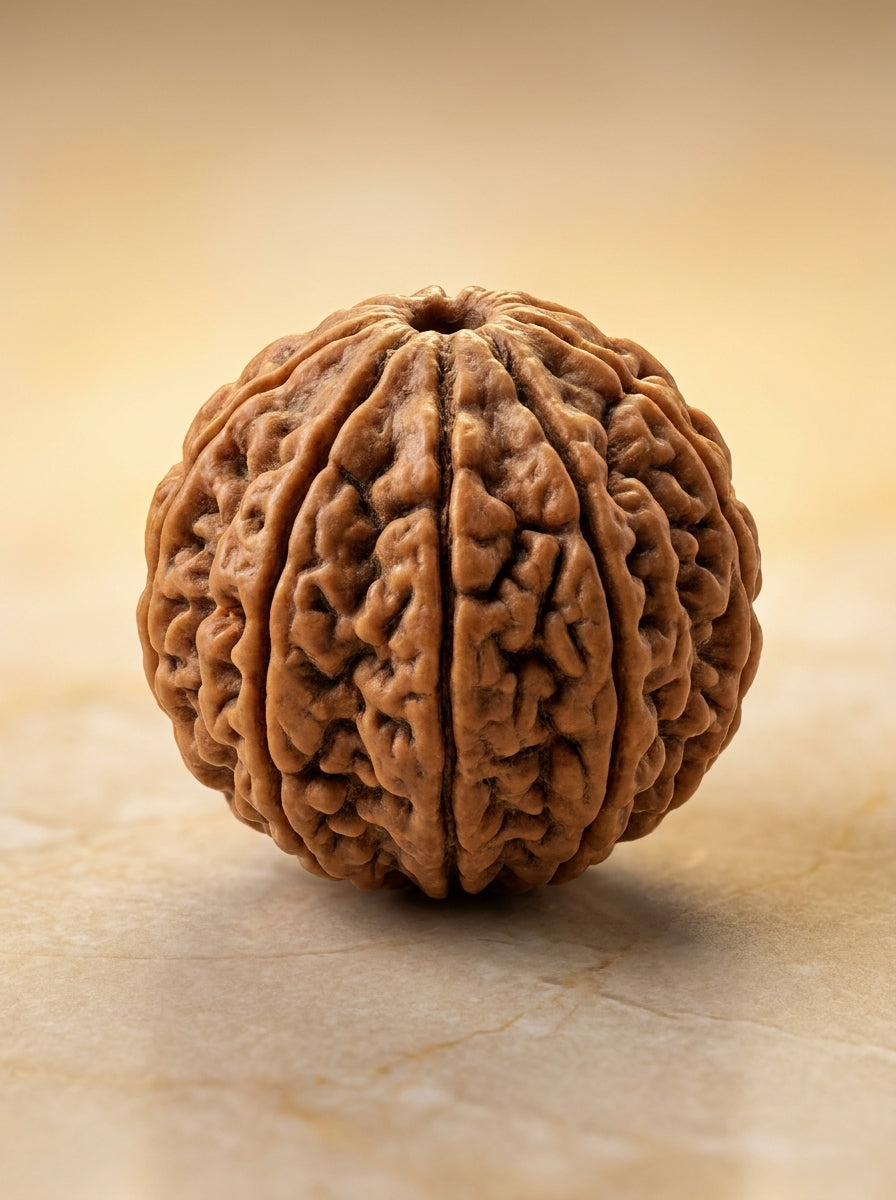 7 Mukhi Rudraksha - Large