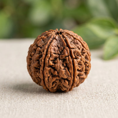 7 Mukhi