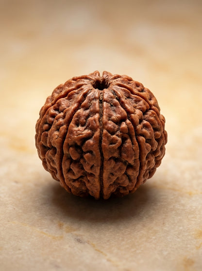 8 Mukhi Rudraksha - Large