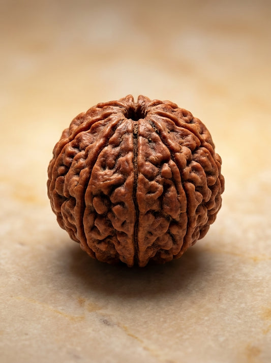 8 Mukhi Rudraksha - Large