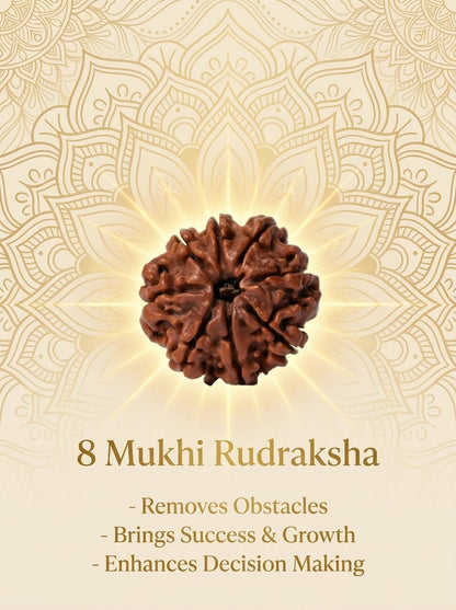 8 Mukhi Rudraksha - Large