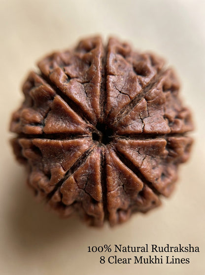 8 Mukhi Rudraksha - Large