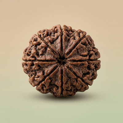 8 Mukhi