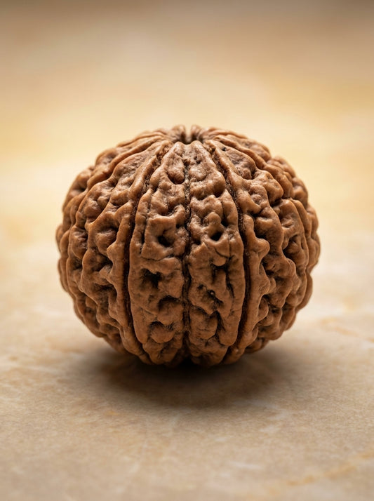 9 Mukhi Rudraksha - Large