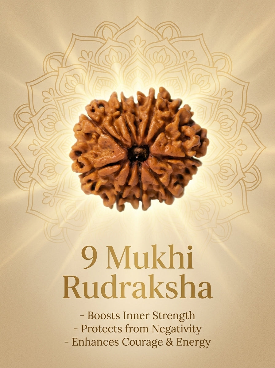 9 Mukhi Rudraksha - Large