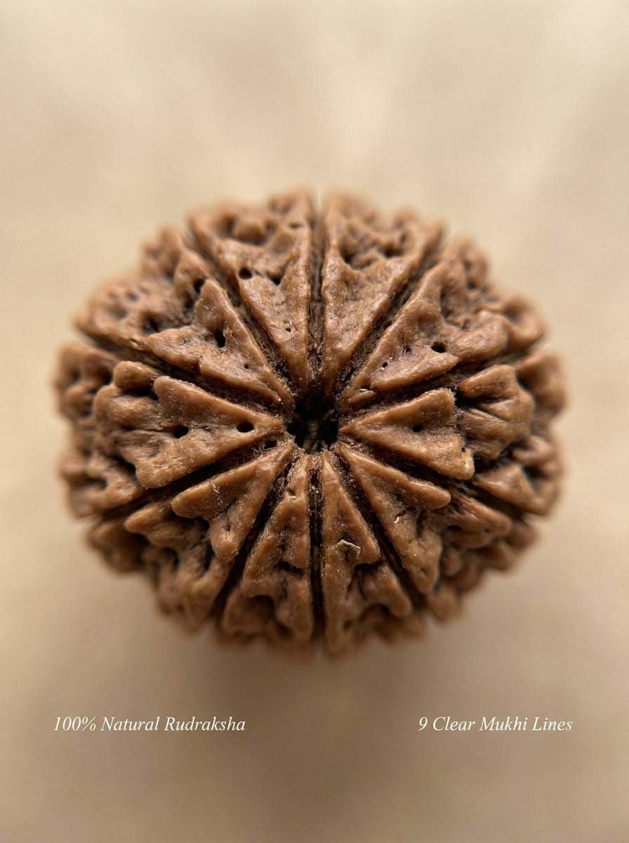 9 Mukhi Rudraksha - Large