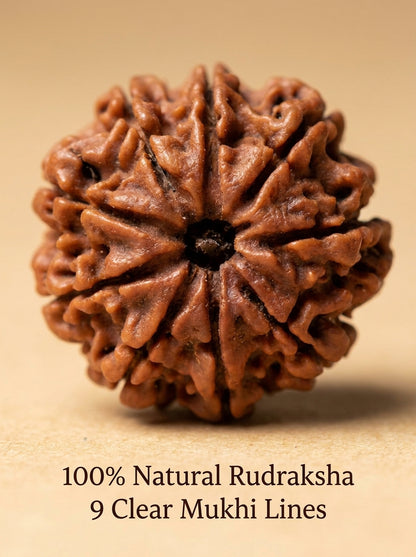 9 Mukhi Rudraksha - Large