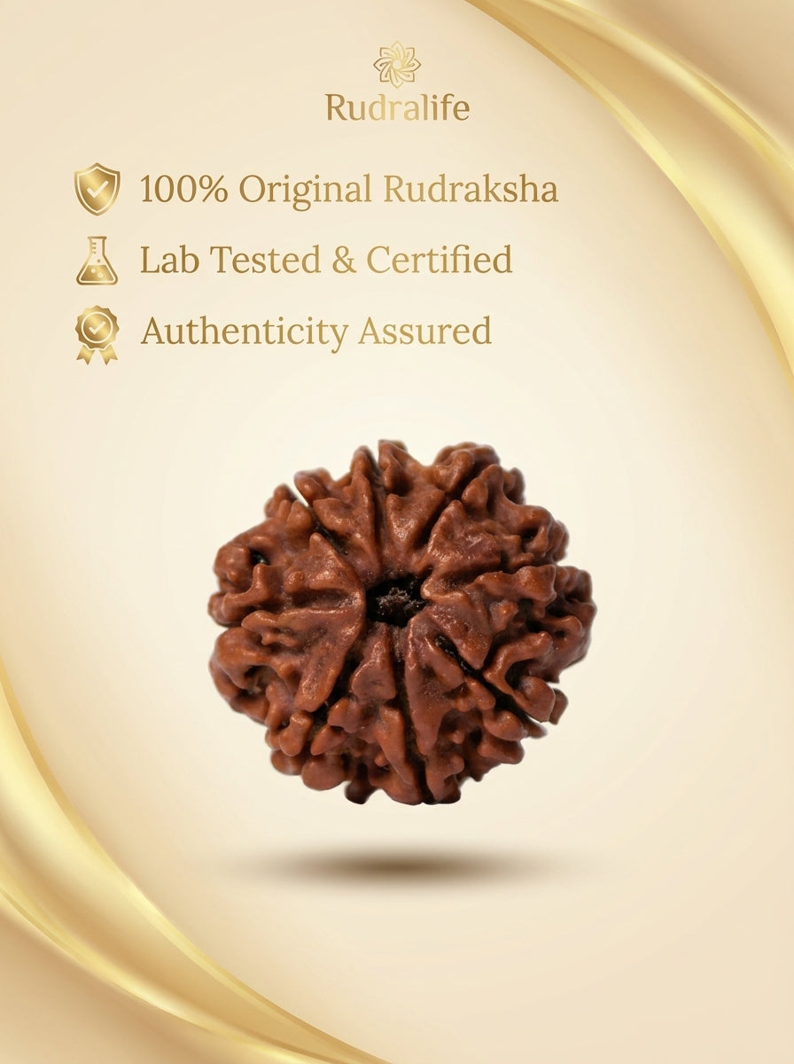 9 Mukhi Rudraksha - Large