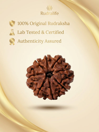9 Mukhi Rudraksha - Large