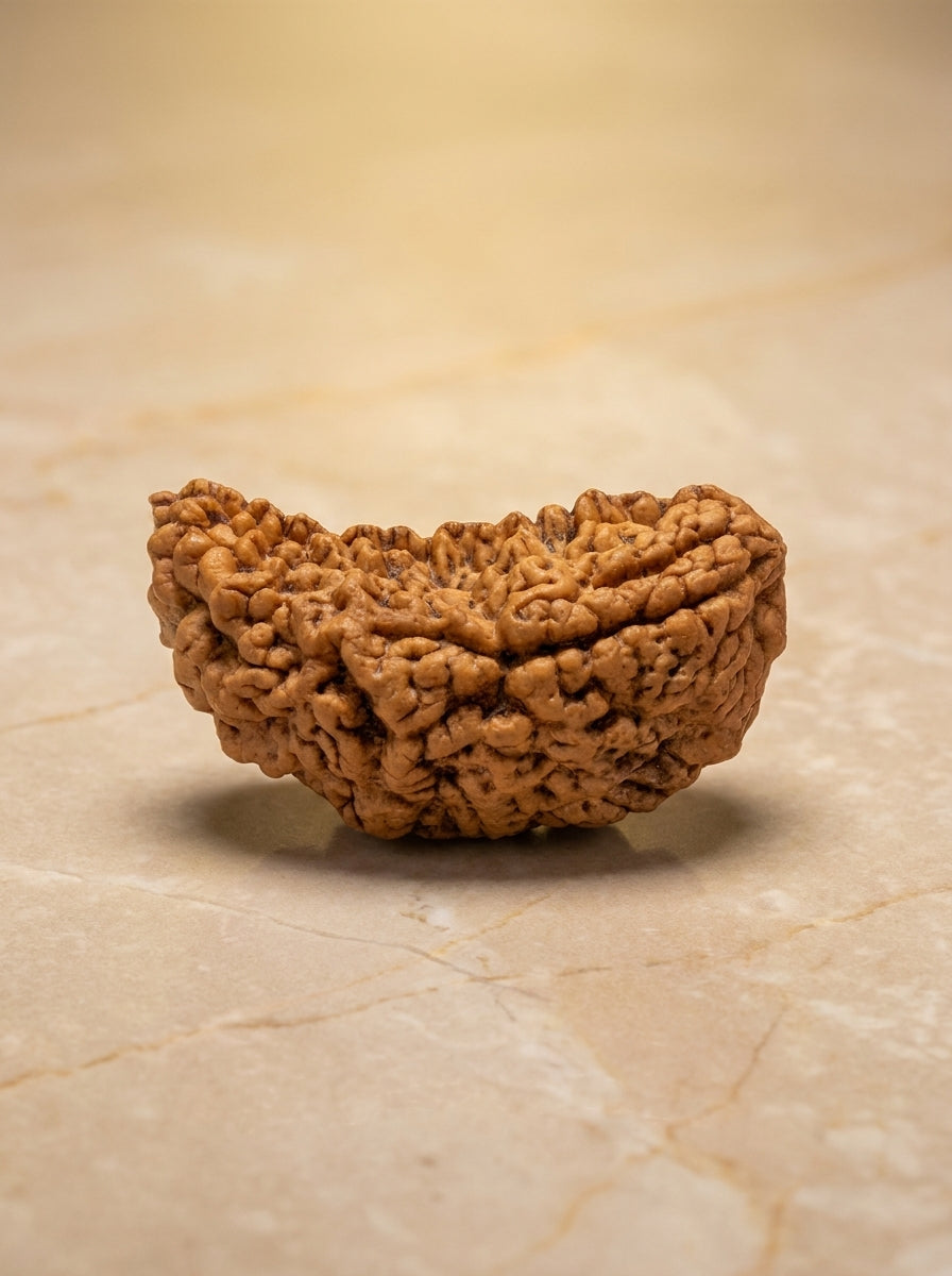 1 Mukhi Rudraksha