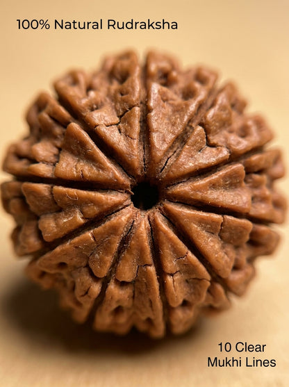 10 Mukhi Rudraksha - Large