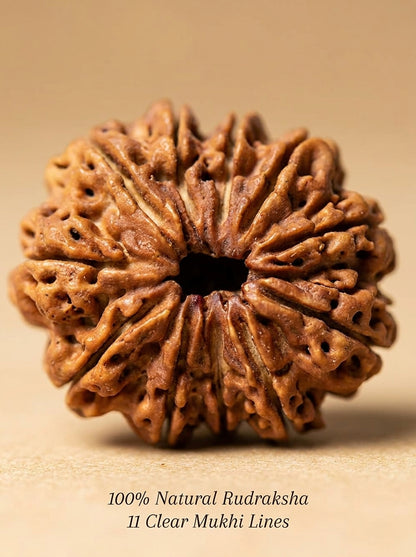 11 Mukhi Rudraksha - Large