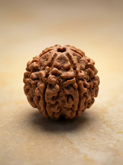 6 Mukhi Rudraksha